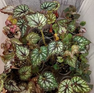 4 for $16 M&M Rex Begonia/Episca Varieties